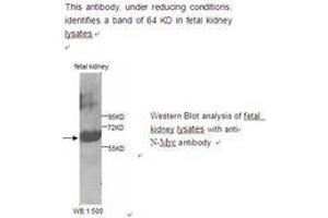 Image no. 1 for anti-N-Myc Proto-Oncogene Protein (MYCN) antibody (ABIN790800) (MYCN Antikörper)