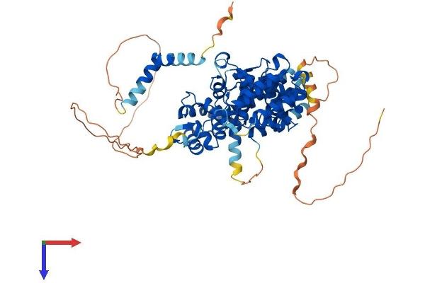 PPP2R3B Protein (AA 1-575) (His tag)
