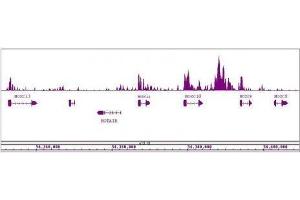 MLL / HRX antibody (pAb) tested by ChIP-Seq.