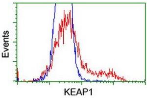 HEK293T cells transfected with either RC202189 overexpress plasmid (Red) or empty vector control plasmid (Blue) were immunostained by anti-KEAP1 antibody (ABIN2453954), and then analyzed by flow cytometry. (KEAP1 Antikörper)
