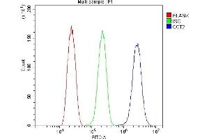 anti-Chaperonin Containing TCP1, Subunit 2 (Beta) (CCT2) (AA 414-535) antibody