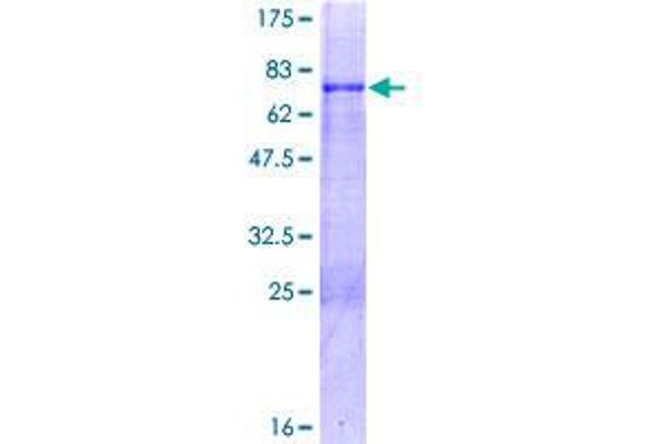 MKX Protein (AA 1-352) (GST tag)