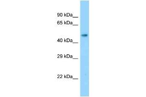 WB Suggested Anti-Slc17a2 Antibody Titration: 1. (SLC17A2 Antikörper  (Middle Region))