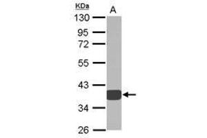 Image no. 2 for anti-Aldo-Keto Reductase Family 1, Member D1 (AKR1D1) (AA 1-326) antibody (ABIN1496548) (AKR1D1 Antikörper  (AA 1-326))
