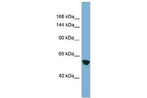 Host: Rabbit Target Name: MKLN1 Sample Type: HT1080 Whole Cell lysates Antibody Dilution: 1.