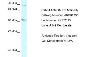Western Blotting (WB) image for anti-Galanin Receptor 2 (GALR2) (C-Term) antibody (ABIN786413) (GALR2 Antikörper  (C-Term))