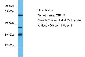 Host: Rabbit Target Name: OR8H1 Sample Type: Jurkat Whole Cell lysates Antibody Dilution: 1. (OR8H1 Antikörper  (C-Term))