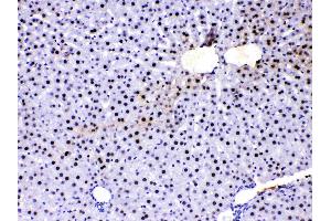 PC4 was detected in paraffin-embedded sections of rat liver tissues using rabbit anti- PC4 Antigen Affinity purified polyclonal antibody (Catalog # ) at 1 µg/mL.