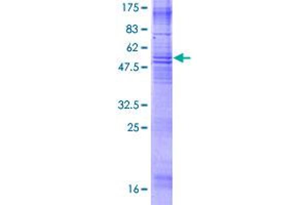 MS4A3 Protein (AA 1-214) (GST tag)