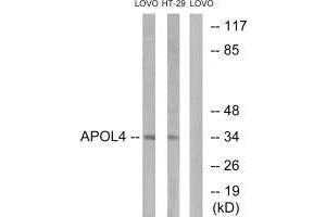 Apolipoprotein L 4 Antikörper  (C-Term)