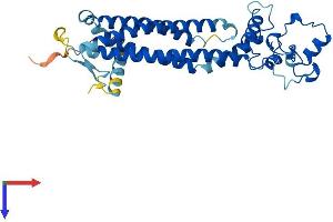 PRPH2 Protein (AA 1-346) (His tag)