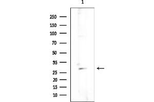 Western blot analysis of lysates from Mouse testis, using Cyclophilin B Mouse Monoclonal Antibody at 1/1000 dilution.