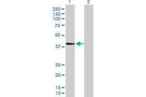 Western Blot analysis of FUT3 expression in transfected 293T cell line by FUT3 MaxPab polyclonal antibody. (FUT3 Antikörper  (AA 1-361))