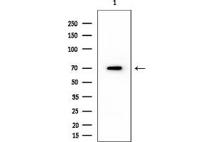 anti-Cyclin L1 (CCNL1) (C-Term) antibody