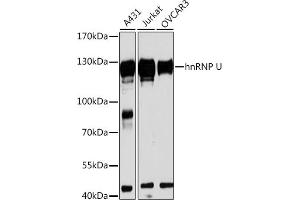 Western blot analysis of extracts of various cell lines, using hnRNP U antibody (ABIN1680323, ABIN3018279, ABIN3018280 and ABIN6220424) at 1:3000 dilution. (HNRNPU Antikörper  (AA 608-825))
