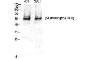 Western Blot (WB) analysis of specific cells using Phospho-CaMKIIalpha/beta/delta (T305) Polyclonal Antibody. (CaMKIIalpha/beta/delta (pThr305) Antikörper)