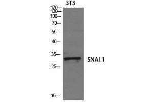 Western Blot analysis of 3T3 cells using SNAI1 Polyclonal Antibody at dilution of 1:1000. (SNAIL Antikörper)