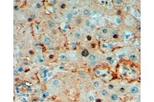 ABIN185349 (2µg/ml) staining of paraffin embedded Human Liver.