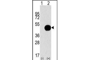 Western blot analysis of G4B (arrow) using purified Pab 1809d. (ATG4B Antikörper  (AA 258-284))