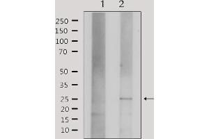 Western blot analysis of extracts from HepG2, using Claudin 3 Antibody. (Claudin 3 Antikörper  (C-Term))