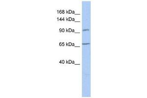 Western Blot showing COG5 antibody used at a concentration of 1-2 ug/ml to detect its target protein.