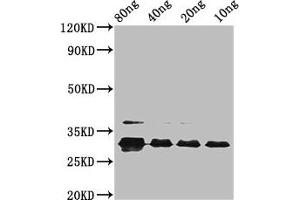 Western Blot Positive WB detected in Recombinant protein All lanes: vpx at 2. (Vpx Protein (VPX) (AA 1-112), (subtype A) Antikörper)