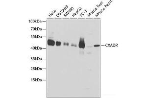 Western blot analysis of extracts of various cell lines using CXADR Polyclonal Antibody at dilution of 1:1000. (Coxsackie Adenovirus Receptor Antikörper)
