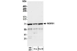 Western Blotting (WB) image for anti-WD Repeat Domain 91 (WDR91) (AA 350-400) antibody (ABIN7454761) (WDR91 Antikörper  (AA 350-400))