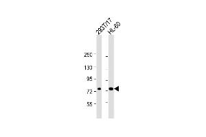 All lanes : Anti-ABCD1 Antibody (Center) at 1:2000 dilution Lane 1: 293T/17 whole cell lysate Lane 2: HL-60 whole cell lysate Lysates/proteins at 20 μg per lane. (ABCD1 Antikörper  (AA 257-285))