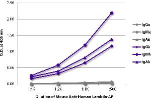 ELISA plate was coated with purified human IgGκ, IgMκ, IgAκ, IgGλ, IgMλ, and IgAλ. (Maus anti-Human Ig (Chain lambda) Antikörper (Alkaline Phosphatase (AP)))