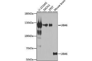 Western blot analysis of extracts of various cell lines, using UB antibody (ABIN6129502, ABIN6149769, ABIN6149771 and ABIN6223415) at 1:1000 dilution. (UBA6 Antikörper  (AA 1-260))