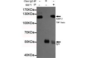 Immunoprecipitation analysis of Hela cell lysates using K / TIF1 beta mouse mAb. (KAP1 Antikörper)