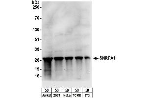 Western Blotting (WB) image for anti-Small Nuclear Ribonucleoprotein Polypeptide A (SNRPA) (AA 205-255) antibody (ABIN7453449)