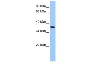 Annexin A8-Like 2 antibody used at 1 ug/ml to detect target protein. (ANXA8L2 Antikörper  (Middle Region))