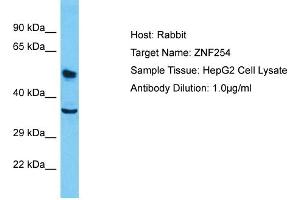 Host: Rabbit Target Name: ZNF254 Sample Type: HepG2 Whole Cell lysates Antibody Dilution: 1. (ZNF254 Antikörper  (Middle Region))