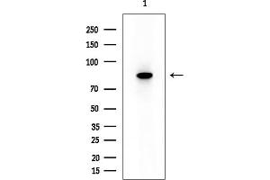 anti-Tripartite Motif Containing 67 (TRIM67) antibody