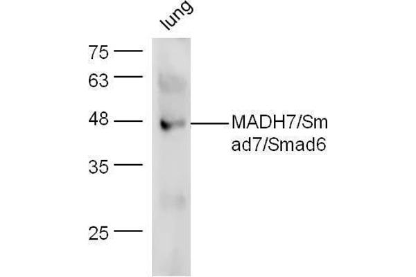 SMAD7 Antikörper  (AA 1-100)