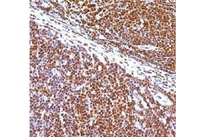 IHC staining of human tonsil with SUMO1 antibody (clone S1MT-2). (SUMO1 Antikörper)