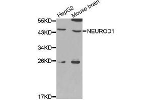 Western blot analysis of extracts of various cell lines, using NEUROD1 antibody (ABIN5970495) at 1/1000 dilution. (NEUROD1 Antikörper)