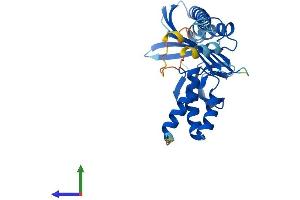 Protein Structure (PS) image for Capping Protein (Actin Filament) Muscle Z-Line, alpha 3 (CAPZA3) (AA 1-299) protein (His tag) (ABIN7556671)