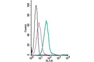 Cell surface detection of ASCT2 by direct flow cytometry in live intact human  promyelocytic leukemia cells: + Rabbit IgG Isotype Control-FITC (ABIN7582044).