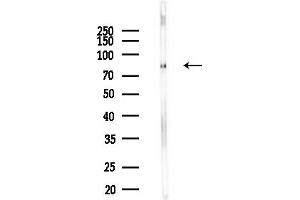 anti-Growth Arrest-Specific 2 Like 1 (GAS2L1) (C-Term) antibody