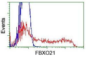 HEK293T cells transfected with either RC223095 overexpress plasmid (Red) or empty vector control plasmid (Blue) were immunostained by anti-FBXO21 antibody (ABIN2455368), and then analyzed by flow cytometry. (FBXO21 Antikörper)