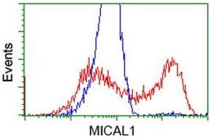 Flow Cytometry (FACS) image for anti-Microtubule Associated Monoxygenase, Calponin and LIM Domain Containing 1 (MICAL1) antibody (ABIN1499464) (MICAL1 Antikörper)