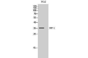 Western Blotting (WB) image for anti-Interferon Regulatory Factor 1 (IRF1) (Internal Region) antibody (ABIN3179003)