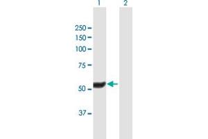 Western Blot analysis of HEXDC expression in transfected 293T cell line by HEXDC MaxPab polyclonal antibody.