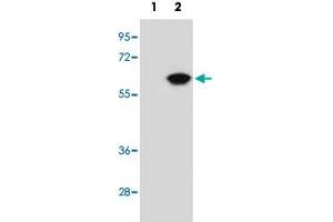 Western blot analysis of NAP1L1 (arrow) using NAP1L1 polyclonal antibody . (NAP1L1 Antikörper  (N-Term))