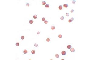 Immunohistochemistry (IHC) image for anti-NLR Family, Pyrin Domain Containing 11 (NLRP11) (C-Term) antibody (ABIN1030531) (NLRP11 Antikörper  (C-Term))