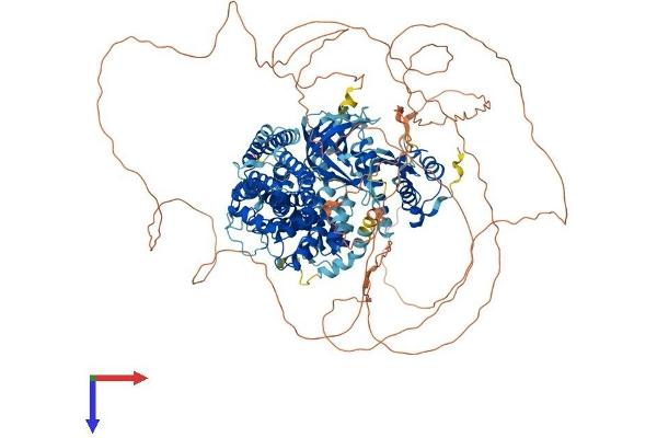 ALPK1 Protein (AA 1-1244) (His tag)