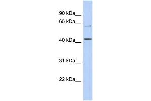 WB Suggested Anti-SLC22A12 Antibody Titration:  0. (SLC22A12 Antikörper  (N-Term))